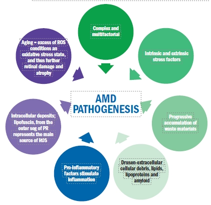 AMD pathogenesis